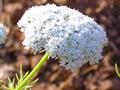 Ammi visnaga